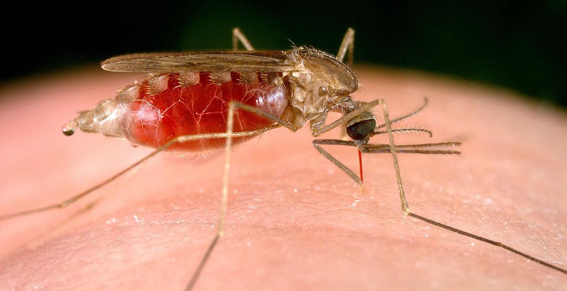 ‘Hallucinating’ disease affecting school children in Torit found to be malaria ‘Hallucinating’ disease affecting school children in Torit found to be malaria