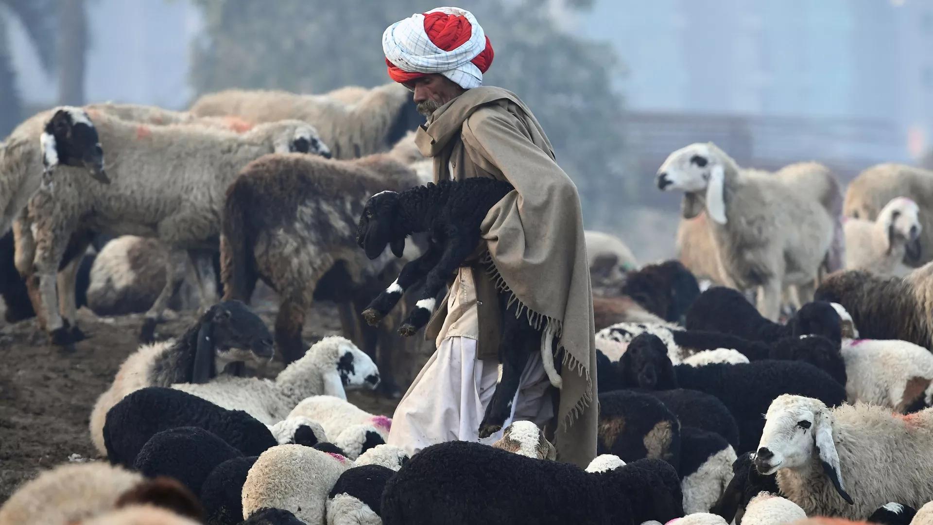 Farm Animals' Hidden Role in Shaping The Health Crises That Have Hit Human Civilization Farm Animals' Hidden Role in Shaping The Health Crises That Have Hit Human Civilization