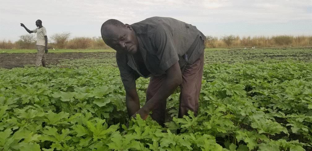 Renk vegetable farmers set for booming business after great yield Renk vegetable farmers set for booming business after great yield