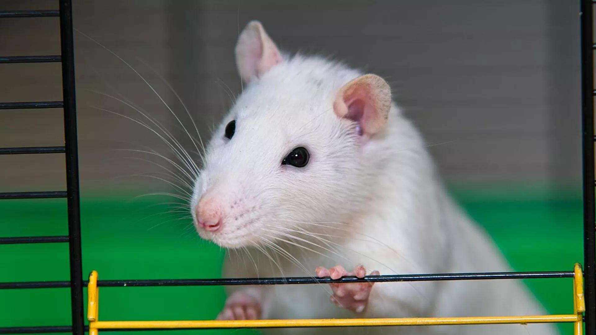 Rats Possess 'Teleportation' Skill – But in VR, Research Finds Rats Possess 'Teleportation' Skill – But in VR, Research Finds