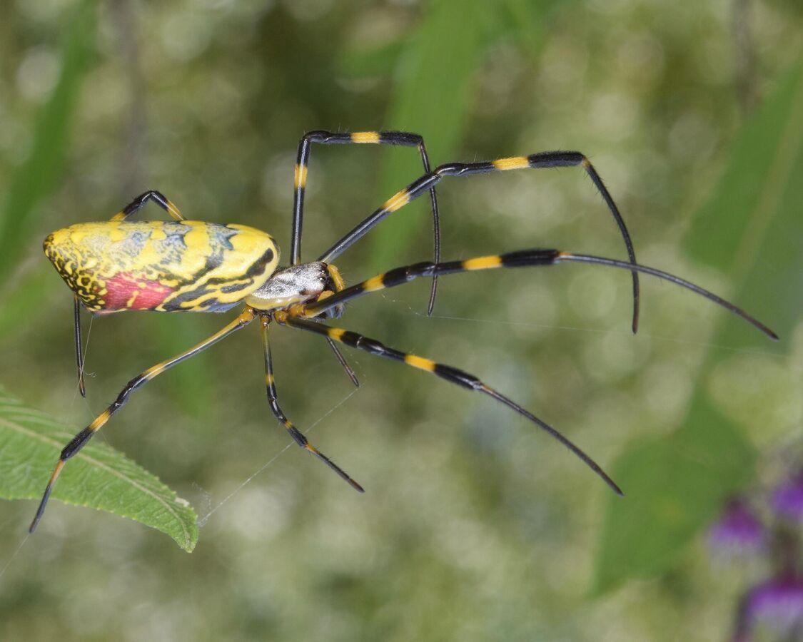 Joro Spider Spread Ensnares Southeastern US States, Study Reveals ...