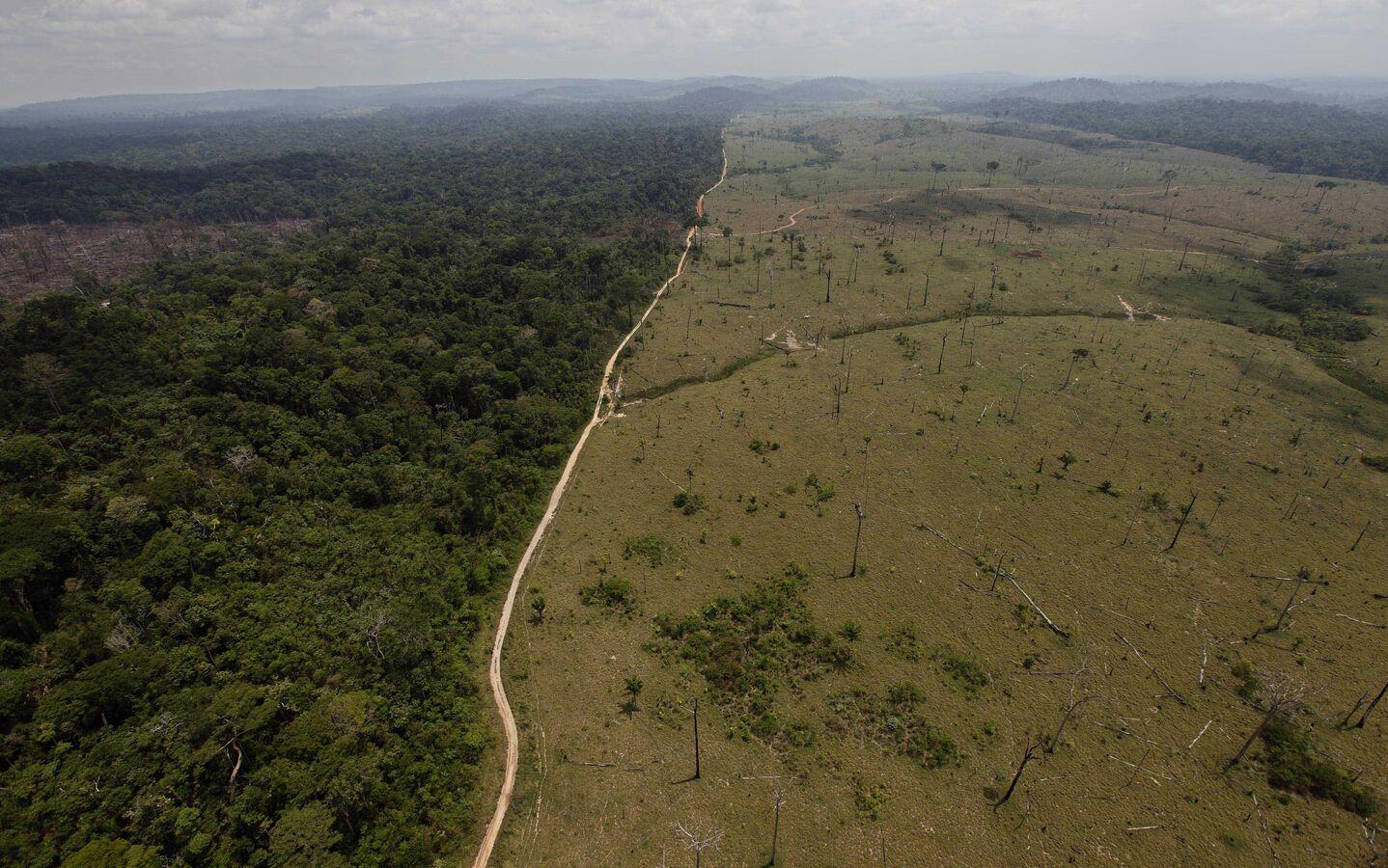 One-Third of Wild Tree Species Across World in Danger of Extinction ...