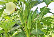 Governor Jadalla urges commissioners to promote agriculture Governor Jadalla urges commissioners to promote agriculture