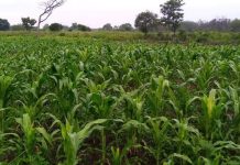 South Sudan to bank more on agriculture to spur economic growth South Sudan to bank more on agriculture to spur economic growth