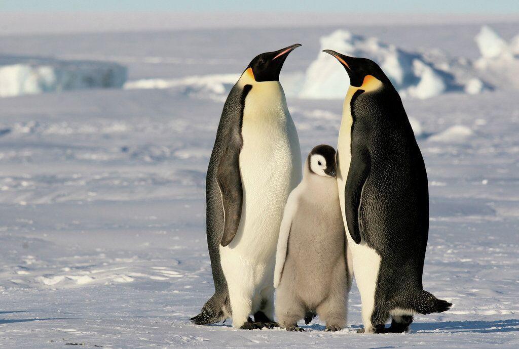 Scientists Discover New Penguin Colony in Antarctica Using Satellite Imagery Scientists Discover New Penguin Colony in Antarctica Using Satellite Imagery