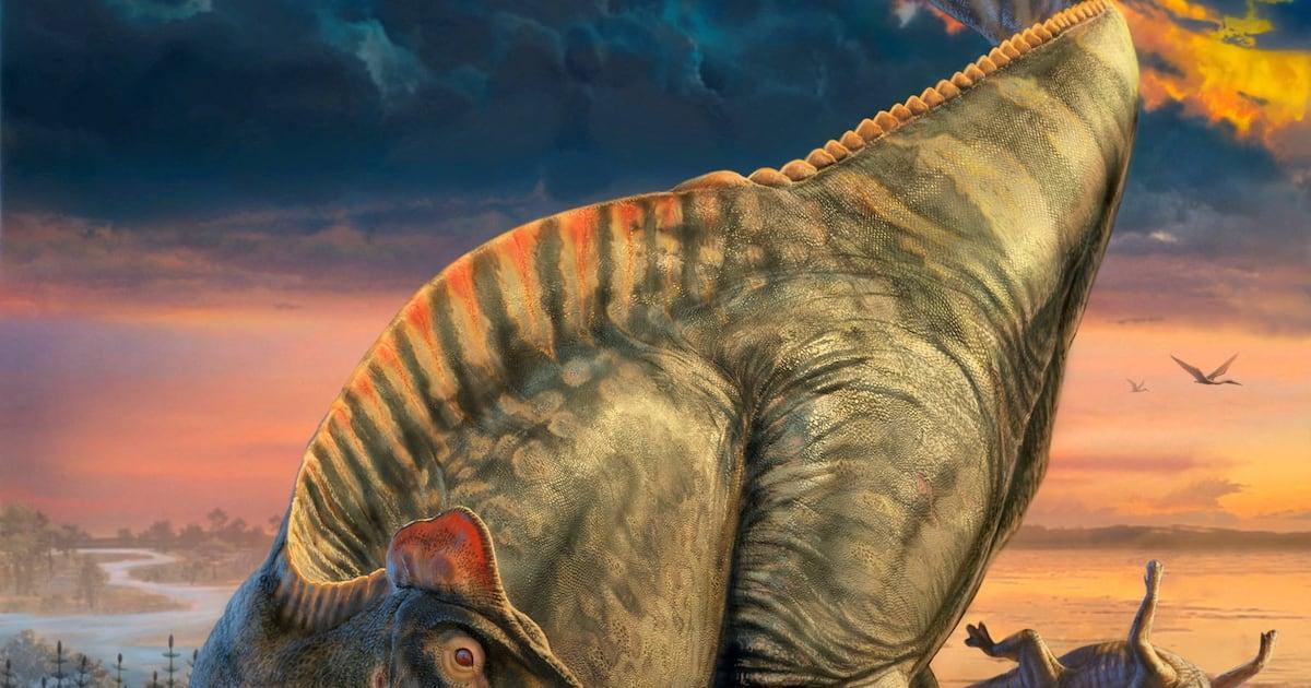 Wyoming dinosaur ‘mummies’ reveal a surprise: hoofed feet Wyoming dinosaur ‘mummies’ reveal a surprise: hoofed feet