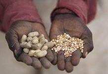 Millions at risk as South Sudan faces deepening hunger Millions at risk as South Sudan faces deepening hunger