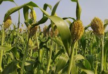 Experts Say South Sudan’s Food Security Depends on Climate Resilience Experts Say South Sudan's Food Security Depends on Climate Resilience