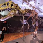 Study Reveals Reasons for Dinosaurs’ Large Skulls Small Arms Study Reveals Reasons for Dinosaurs' Large Skulls Small Arms