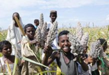 WFP Celebrates Sorghum Harvest in Eastern Sudan WFP Celebrates Sorghum Harvest in Eastern Sudan