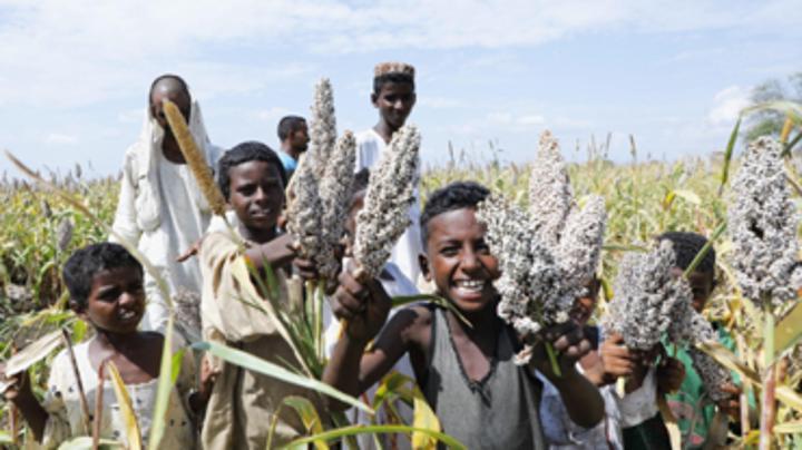 WFP Celebrates Sorghum Harvest in Eastern Sudan WFP Celebrates Sorghum Harvest in Eastern Sudan