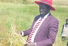 Northern Bahr El Ghazal State Starts 700-Acre Rice Harvest Northern Bahr El Ghazal State Starts 700-Acre Rice Harvest