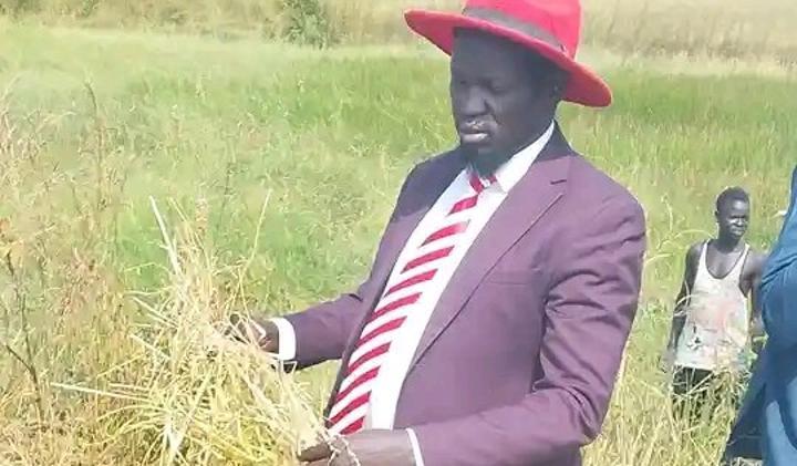 Northern Bahr El Ghazal State Starts 700-Acre Rice Harvest Northern Bahr El Ghazal State Starts 700-Acre Rice Harvest