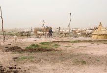 Seven killed, 4,000 cattle raided in Duk County Seven killed, 4,000 cattle raided in Duk County