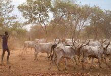 Lainya County moves to eject armed cattle herders Lainya County moves to eject armed cattle herders