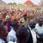 SSPDF Recovers 236 Stolen Cattle from Uganda SSPDF Recovers 236 Stolen Cattle from Uganda