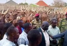 SSPDF Recovers 236 Stolen Cattle from Uganda SSPDF Recovers 236 Stolen Cattle from Uganda
