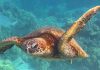 Green Sea Turtles Shift from Endangered to Least Concern Green Sea Turtles Shift from Endangered to Least Concern