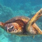 Green Sea Turtles Shift from Endangered to Least Concern Green Sea Turtles Shift from Endangered to Least Concern