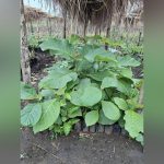 EU Germany Netherlands Support South Sudan Afforestation EU Germany Netherlands Support South Sudan Afforestation