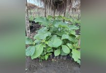 EU Germany Netherlands Support South Sudan Afforestation EU Germany Netherlands Support South Sudan Afforestation