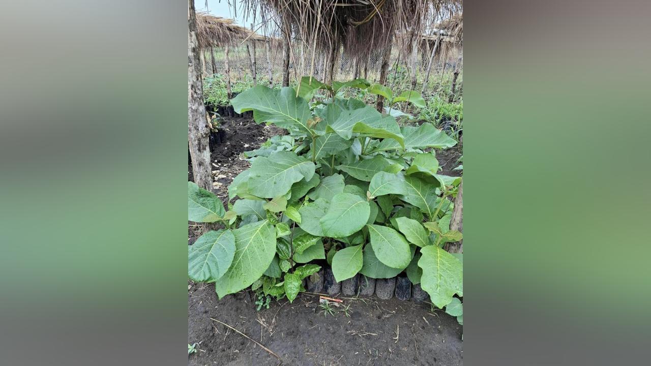 EU Germany Netherlands Support South Sudan Afforestation EU Germany Netherlands Support South Sudan Afforestation