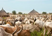 Mundri East Youths and Cattle Herders Sign Truce Mundri East Youths and Cattle Herders Sign Truce