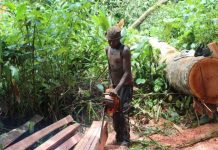 Western Equatoria Renews Crackdown on Illegal Logging Western Equatoria Renews Crackdown on Illegal Logging