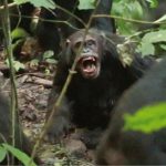 Chimpanzee Group Engages in Eight-Year Civil War Chimpanzee Group Engages in Eight-Year Civil War