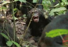 Chimpanzee Group Engages in Eight-Year Civil War Chimpanzee Group Engages in Eight-Year Civil War