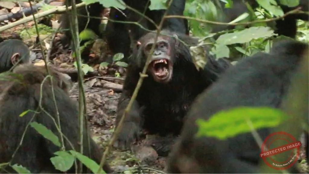 Chimpanzee Group Engages in Eight-Year Civil War Chimpanzee Group Engages in Eight-Year Civil War