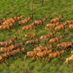 Gov’t Declares Boma National Park Open to Tourists Gov't Declares Boma National Park Open to Tourists
