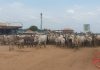 CES Government Orders Seizure of Cattle from Herders CES Government Orders Seizure of Cattle from Herders