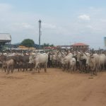 CES Government Orders Seizure of Cattle from Herders CES Government Orders Seizure of Cattle from Herders