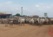 CES Government Orders Seizure of Cattle from Herders CES Government Orders Seizure of Cattle from Herders