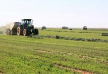 خروج 2 أﻟﻒ ﻓﺪان ﻣﻦ اﻟﻘﻤﺢ ﺑﺎﻟﺠﺰﻳﺮة ﻣﻦ اﻟﻤﻮﺳﻢ اﻟﺰراﻋﻲ