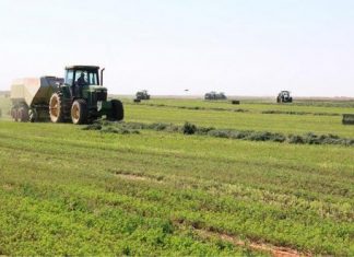 خروج 2 أﻟﻒ ﻓﺪان ﻣﻦ اﻟﻘﻤﺢ ﺑﺎﻟﺠﺰﻳﺮة ﻣﻦ اﻟﻤﻮﺳﻢ اﻟﺰراﻋﻲ