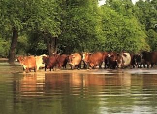 قل لي كم بقرة لديك أقل لك من أنت؟