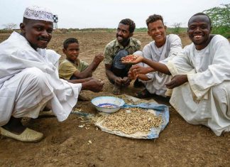 السودان يستأنف تصدير الفول السوداني بعد تعليق 8 شهور السودان يستأنف تصدير الفول السوداني بعد تعليق 8 شهور