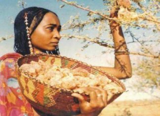 حمدوك يؤكد دعمه لمشروع حزام الصمغ العربي شمال كردفان حمدوك يؤكد دعمه لمشروع حزام الصمغ العربي شمال كردفان