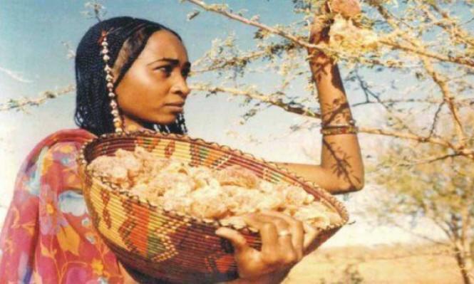 حمدوك يؤكد دعمه لمشروع حزام الصمغ العربي شمال كردفان حمدوك يؤكد دعمه لمشروع حزام الصمغ العربي شمال كردفان