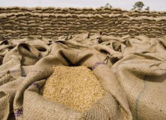 السودان: المالية تبرم اتفاق جديد لشراء القمح بالعملة المحلية السودان: المالية تبرم اتفاق جديد لشراء القمح بالعملة المحلية