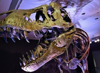 اكتشاف آثار أقدام ديناصور متحجرة منذ 220 مليون عام في بريطانيا اكتشاف آثار أقدام ديناصور متحجرة منذ 220 مليون عام في بريطانيا