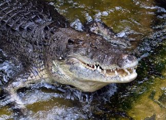 أسترالي ينجح في تحرير نفسه من فكي تمساح أسترالي ينجح في تحرير نفسه من فكي تمساح