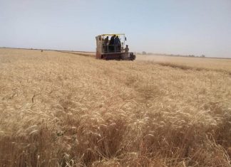 الشمالية.. زراعة”90%” من محصول القمح الشمالية.. زراعة”90%” من محصول القمح