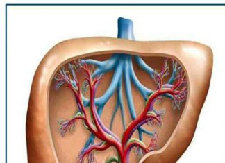 مساع لتوطين زراعة الكبد بالسودان مساع لتوطين زراعة الكبد بالسودان