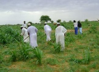 تجمع المهندسين يحذر من تعرض 18 الف فدان مزروعة بالقمح للتلف تجمع المهندسين يحذر من تعرض 18 الف فدان مزروعة بالقمح للتلف