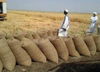 بدء حصاد القمح في “كاب الجداد” خلال يومين بدء حصاد القمح في “كاب الجداد” خلال يومين