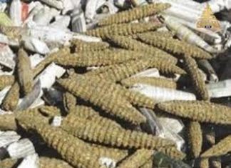 حركة مسلحة تزرع البنقو في دولة مجاورة وتُهرِّبه لدارفور حركة مسلحة تزرع البنقو في دولة مجاورة وتُهرِّبه لدارفور