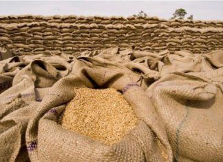 وزارة التجارة:نسعي لتوفير 260 ألف طن من القمح كمخزون إستراتيجي وزارة التجارة:نسعي لتوفير 260 ألف طن من القمح كمخزون إستراتيجي